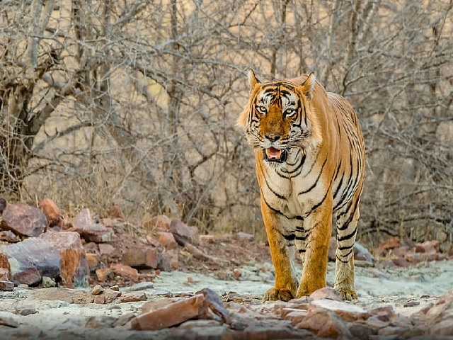 Tiger reserve in Tamil Nadu